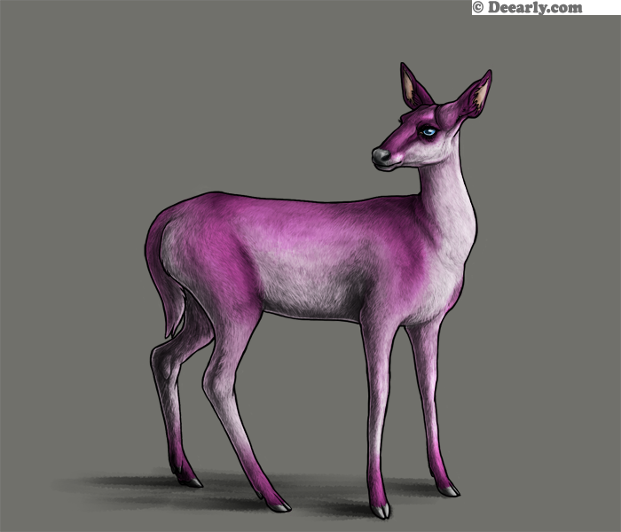 Orchid by Nicholas Mulvihill