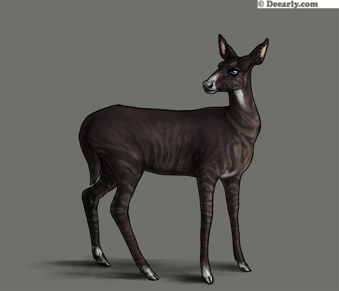 Chocolate Zebra by Bec