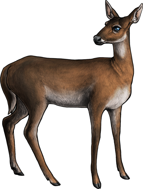 Example of Whitetail Doe Image