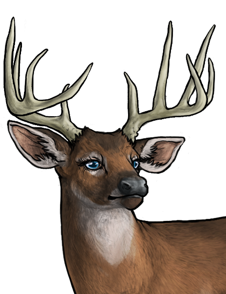 Whitetail Deer Bust